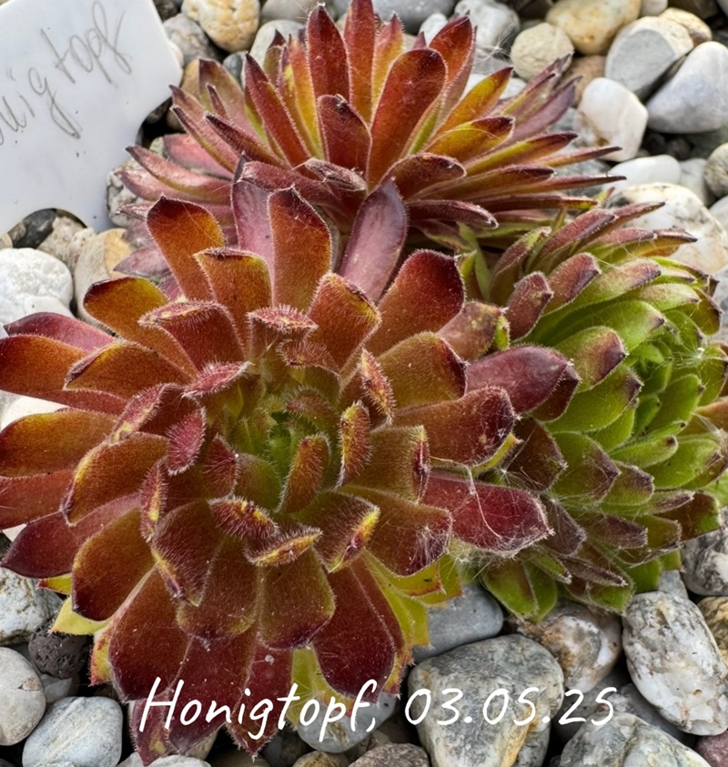 Honigtopf 