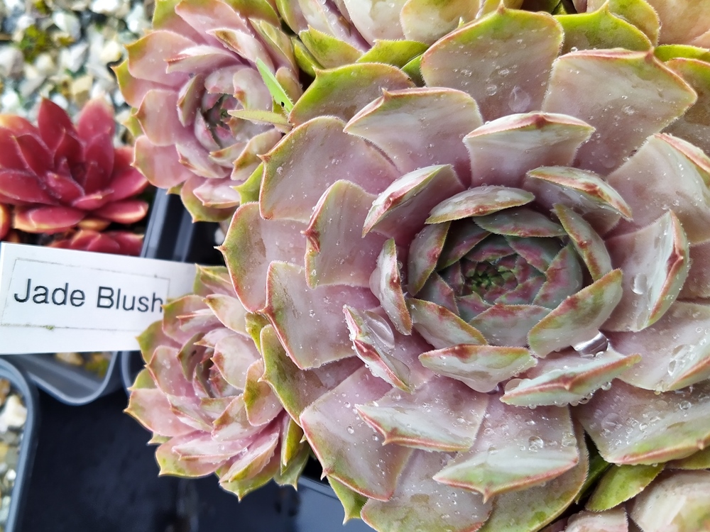 Jade Blush