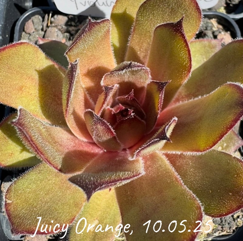 Juicy Orange