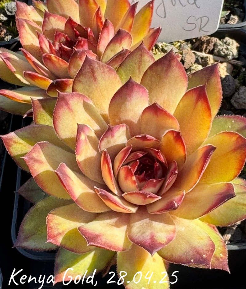 SR Kenya Gold