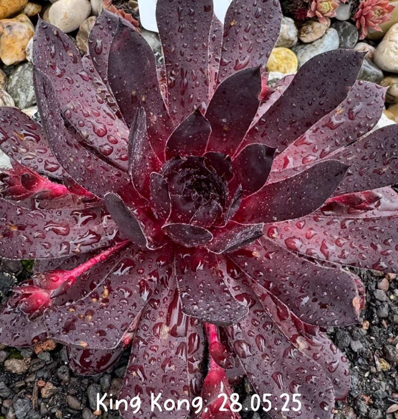 King-Kong