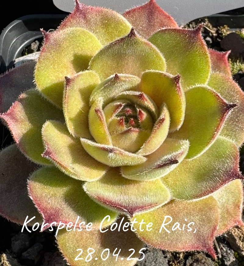Korspelse Colette Rais