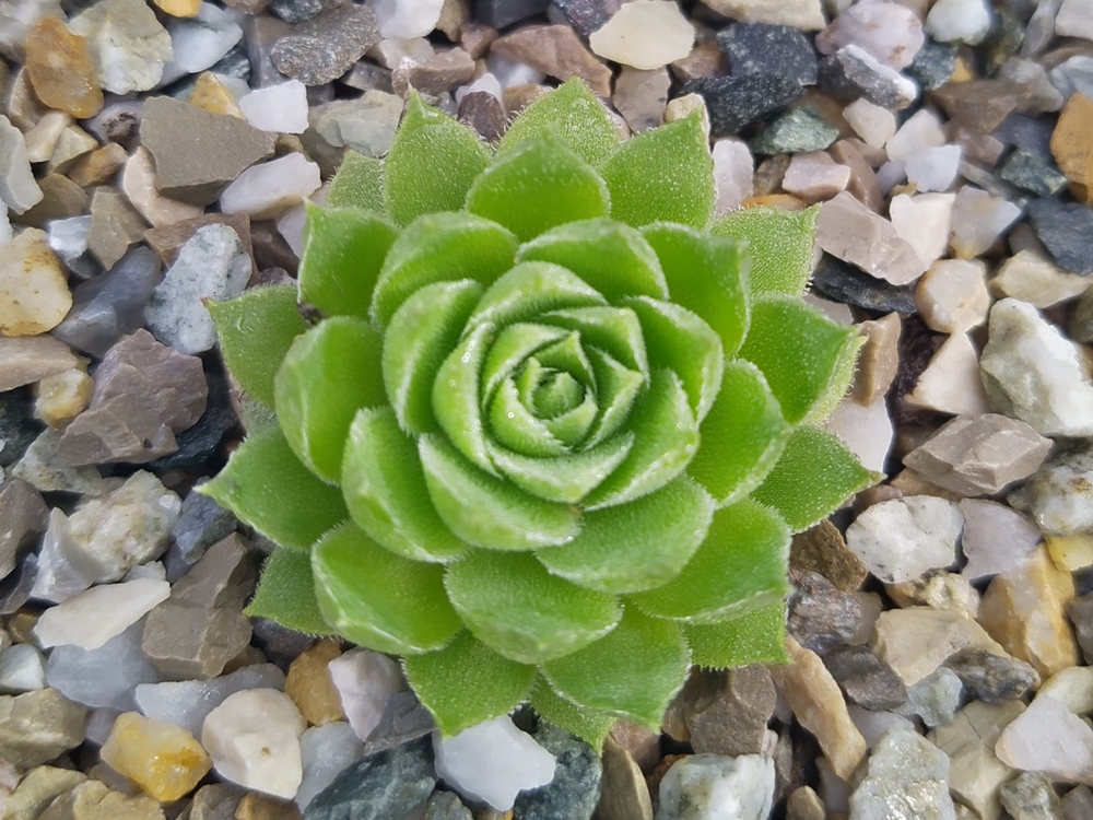 Lime Fresh