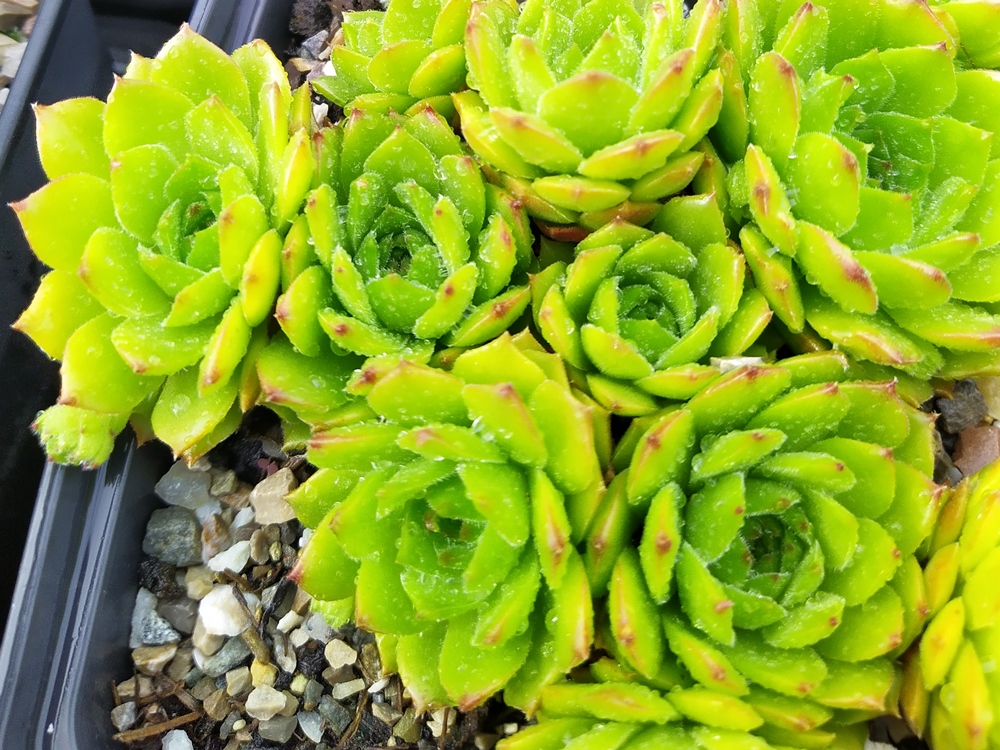Limonella