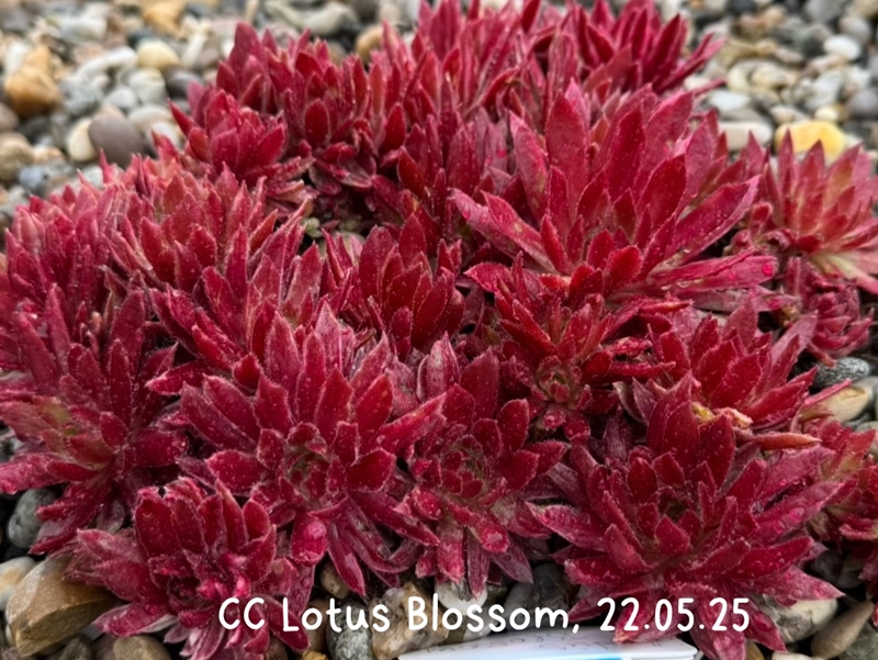 Chick Charms® Lotus Blossom (NG)