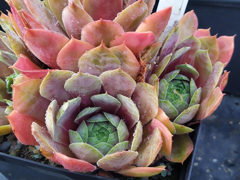 Lotus