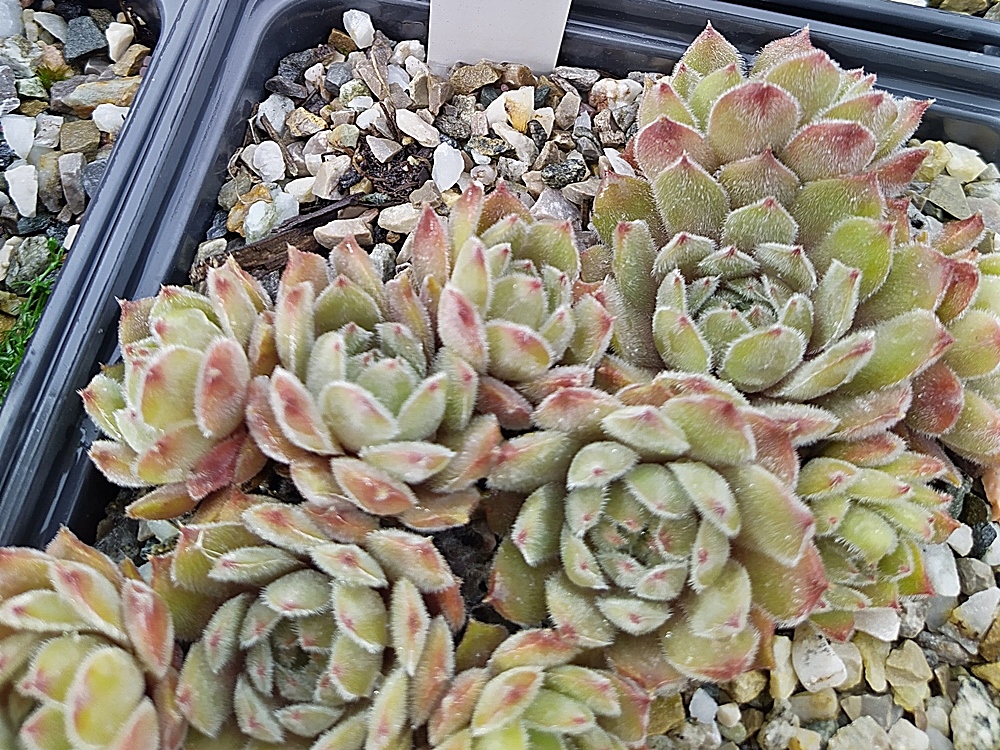 Mamamia
