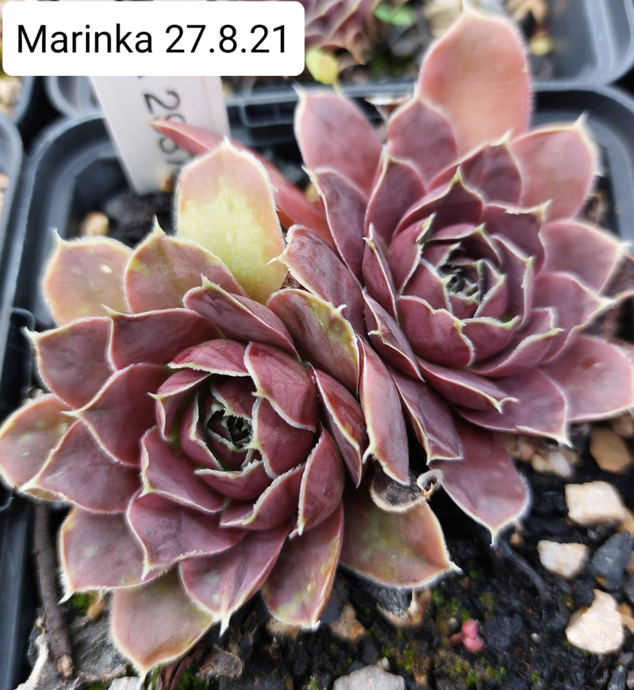 Marinka / Jovi