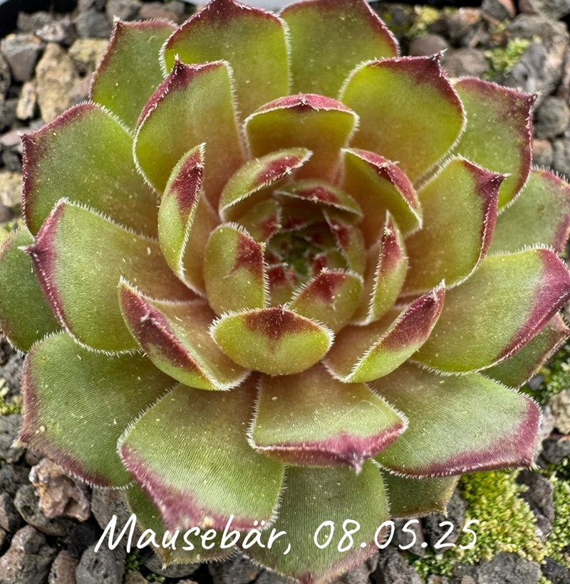 Mausebär