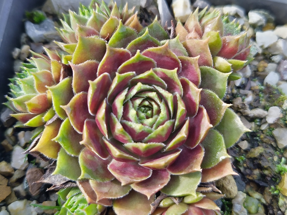 Mikula