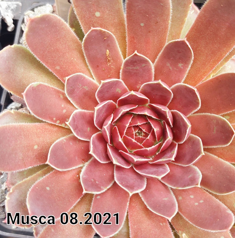 Musca / Jovi