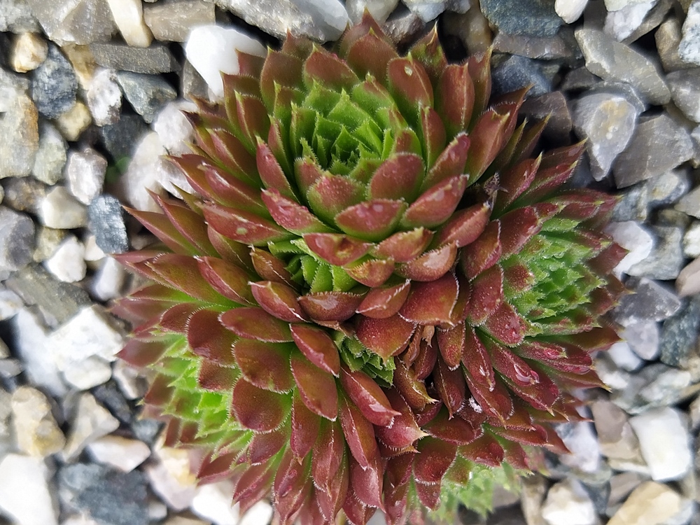 My cochinella / Jovi