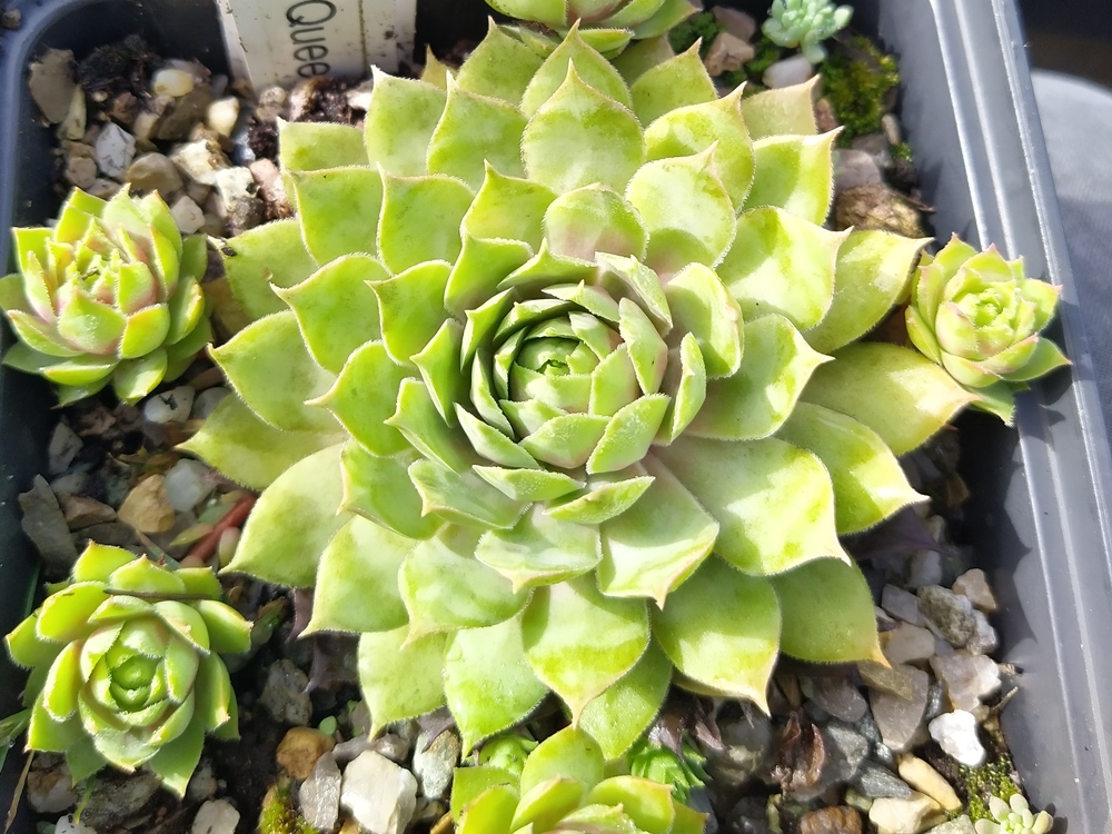 My Lemon Queen