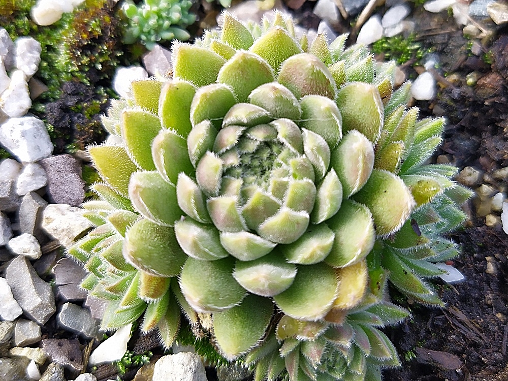 Nano
