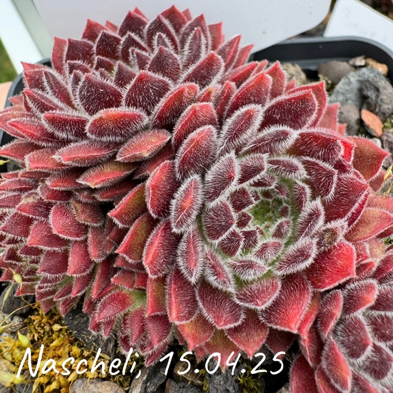 Nascheli