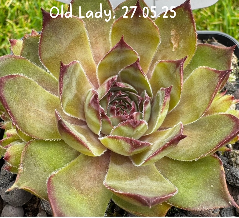 Old Lady