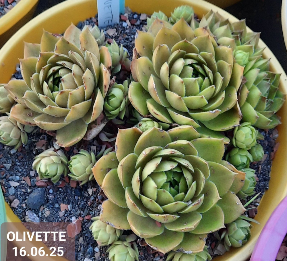 Olivette