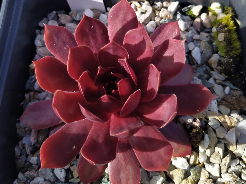 Peters Rote Krabbe