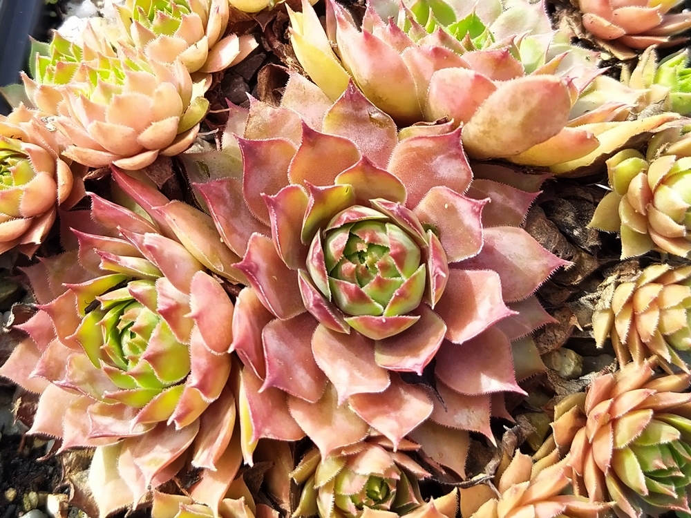 Pink Delight