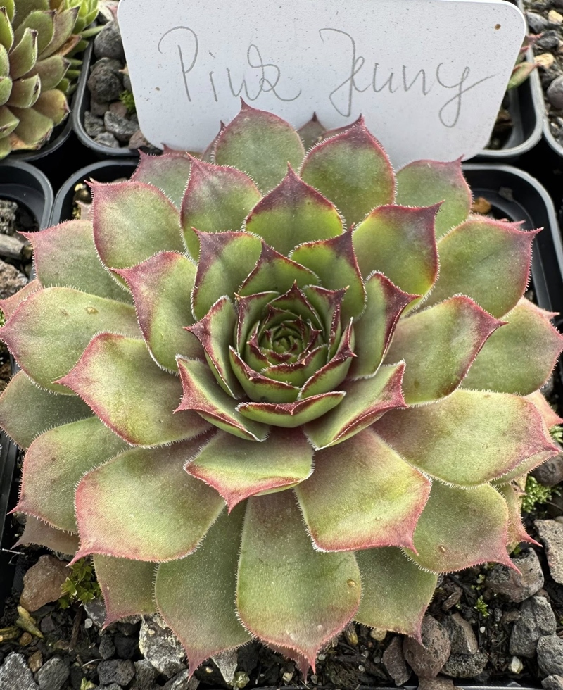 Pink Jenny
