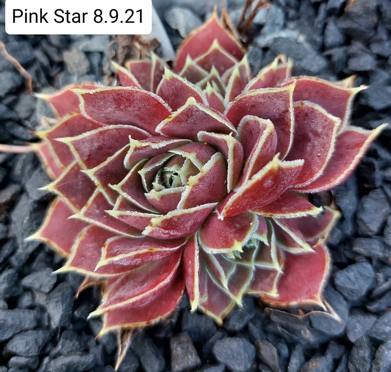 Pink Star / Jovi