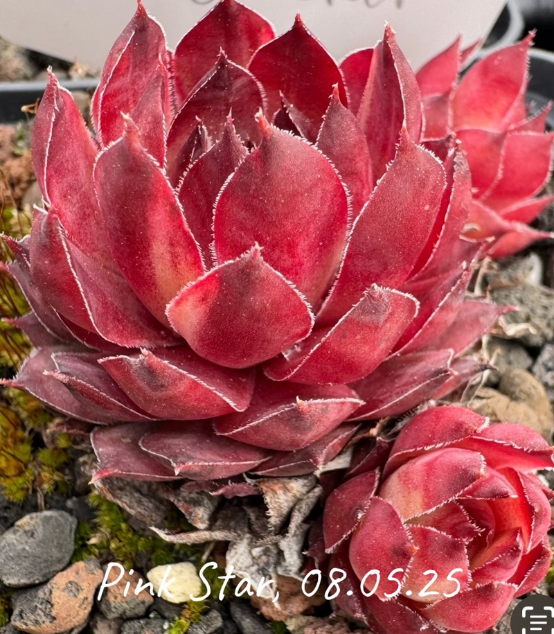 Pink Star