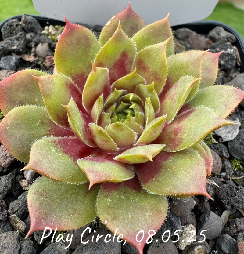 Play Circle