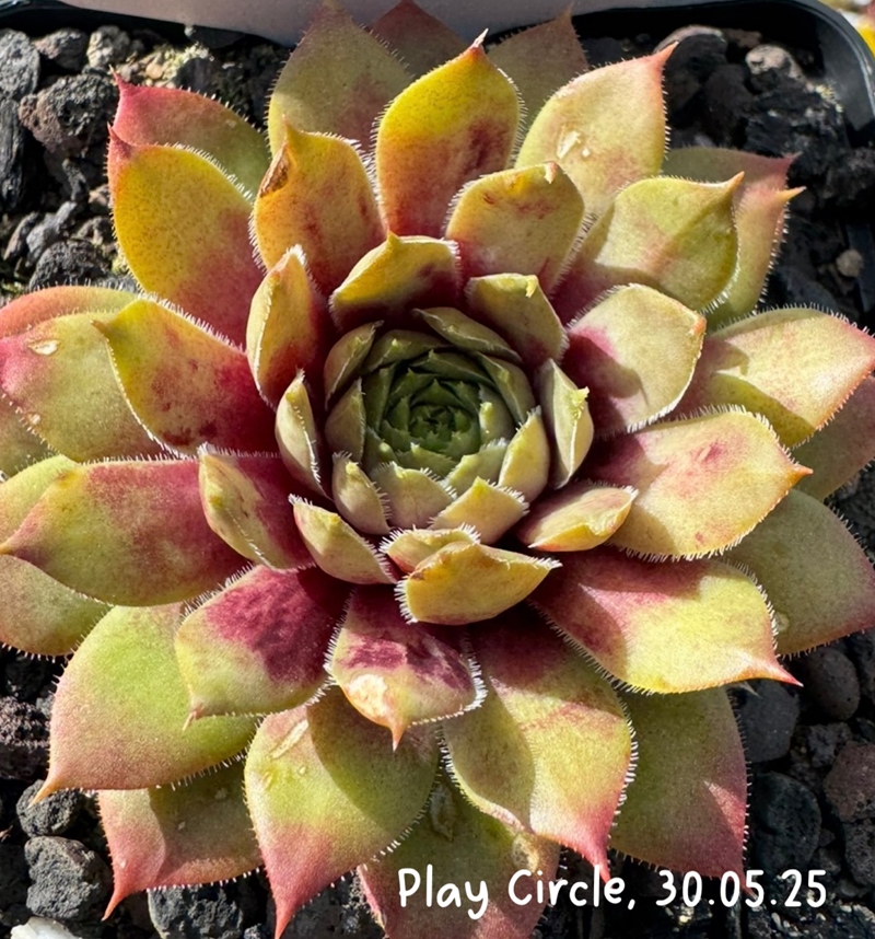 Play Circle