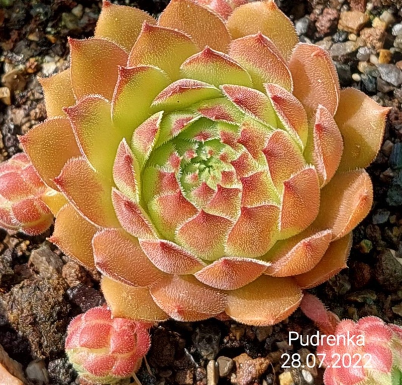 Pudřenka