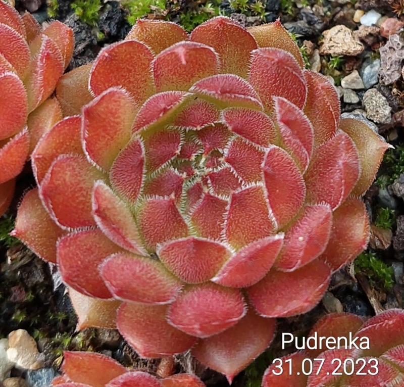 Pudřenka