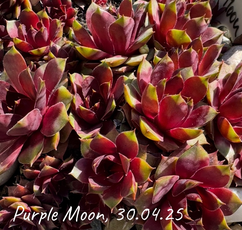 Purple Moon