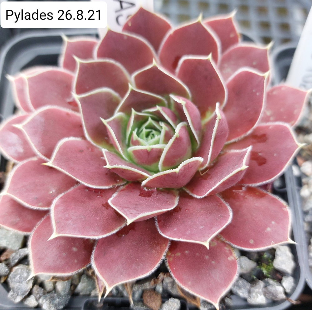 Pylades / Jovi