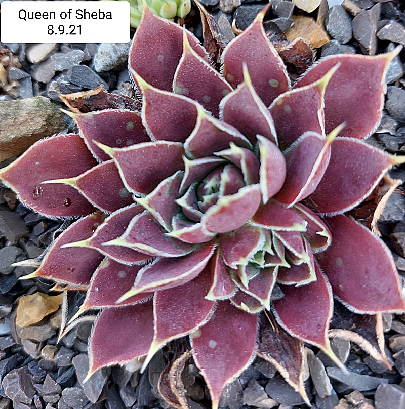 Queen of Sheba / Jovi