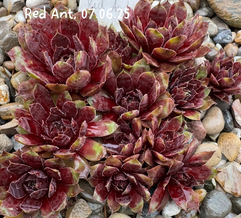 Red Ant