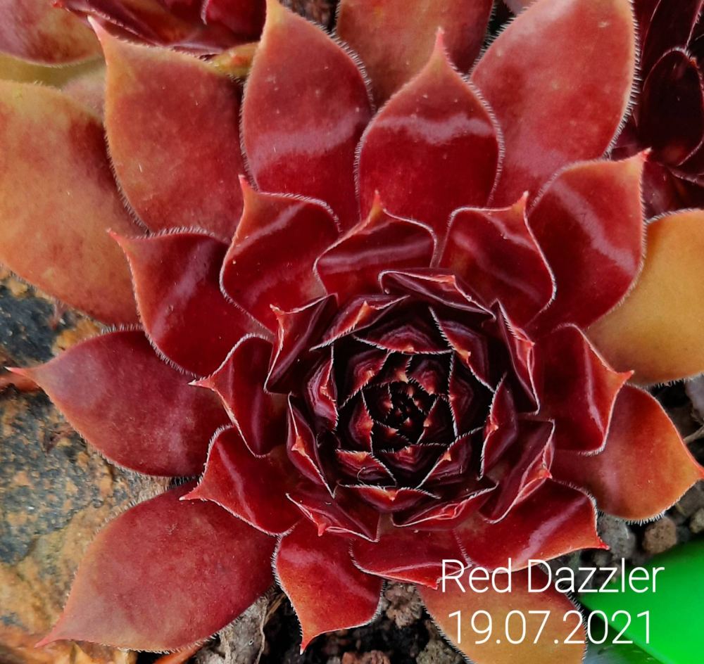 Red Dazzler