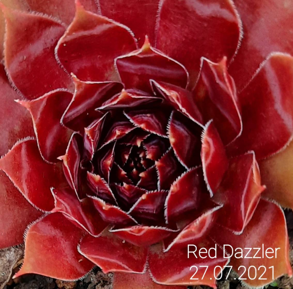 Red Dazzler