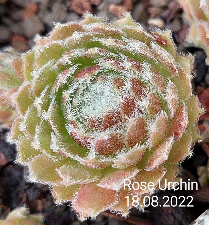 Rose Urchin