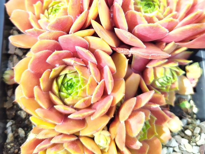 Rosenzauber