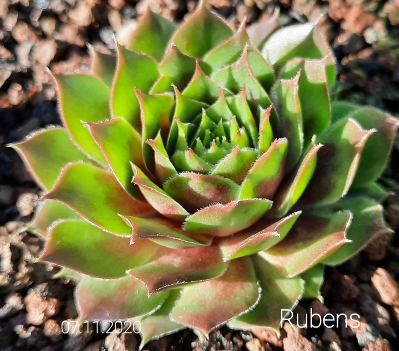 Rubens
