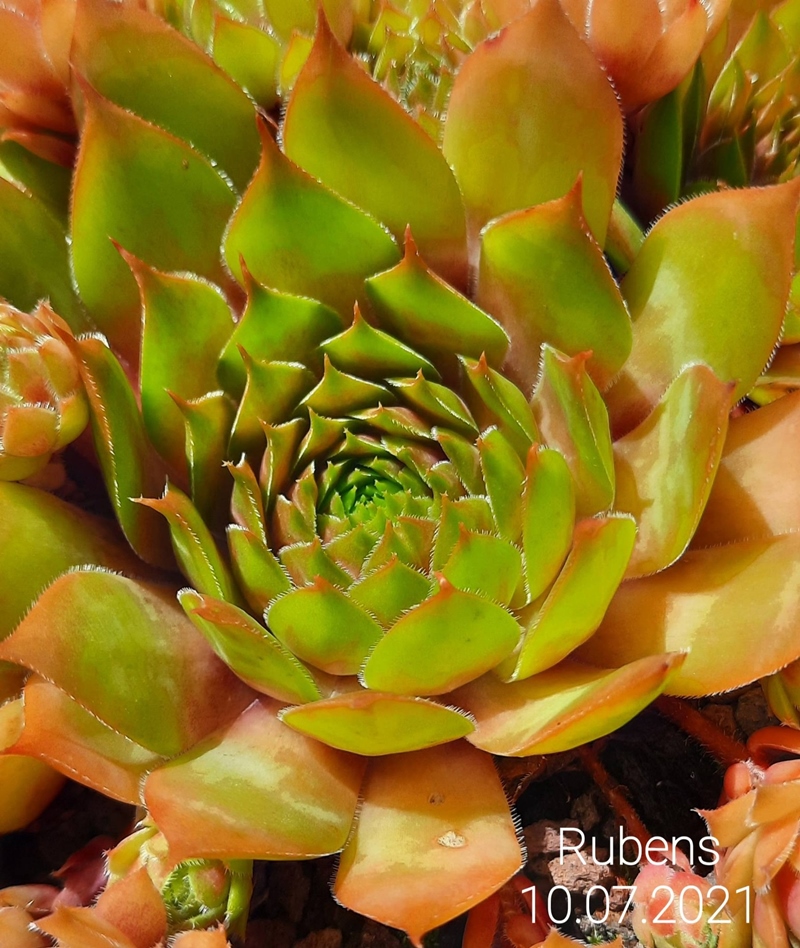 Rubens