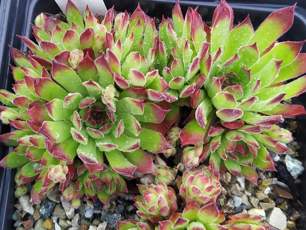 Schmalhans
