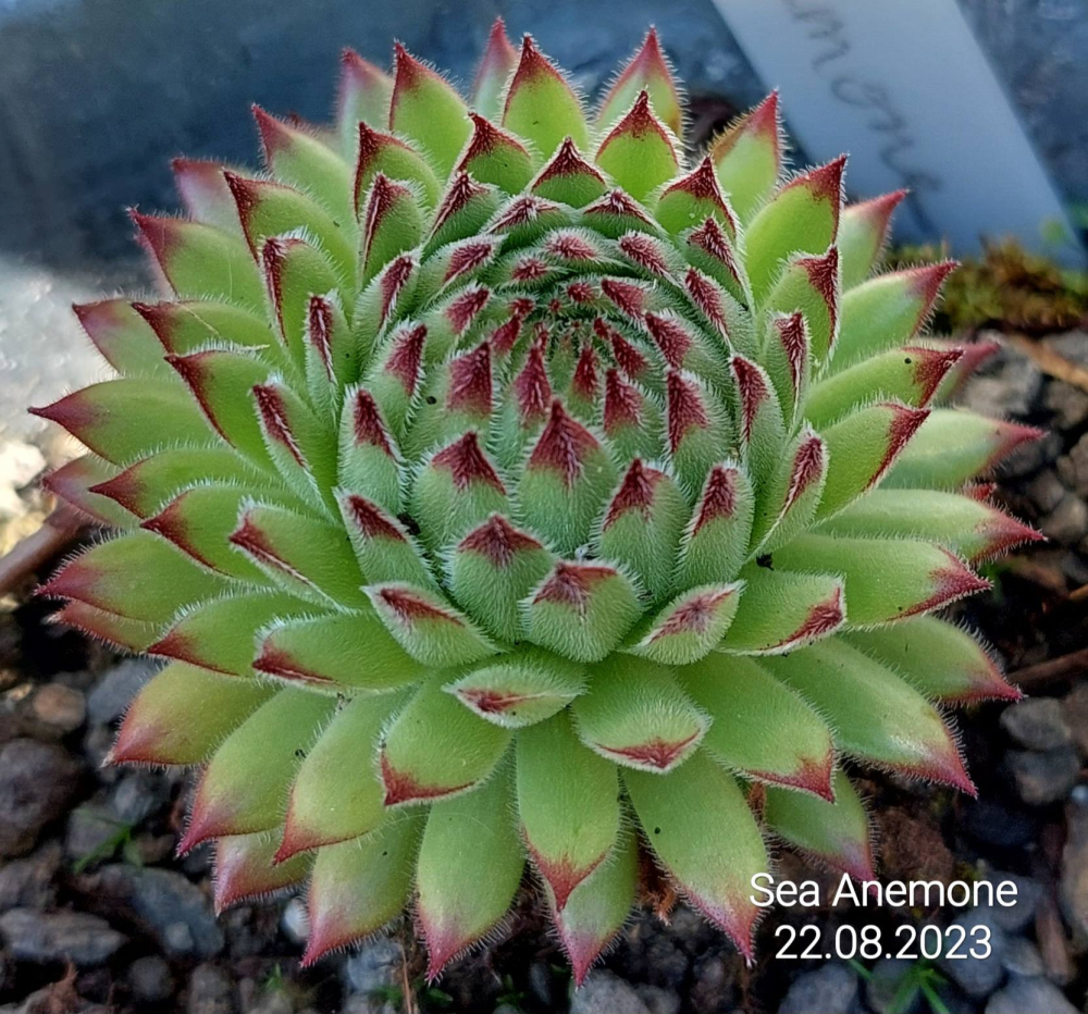 Sea Anemone