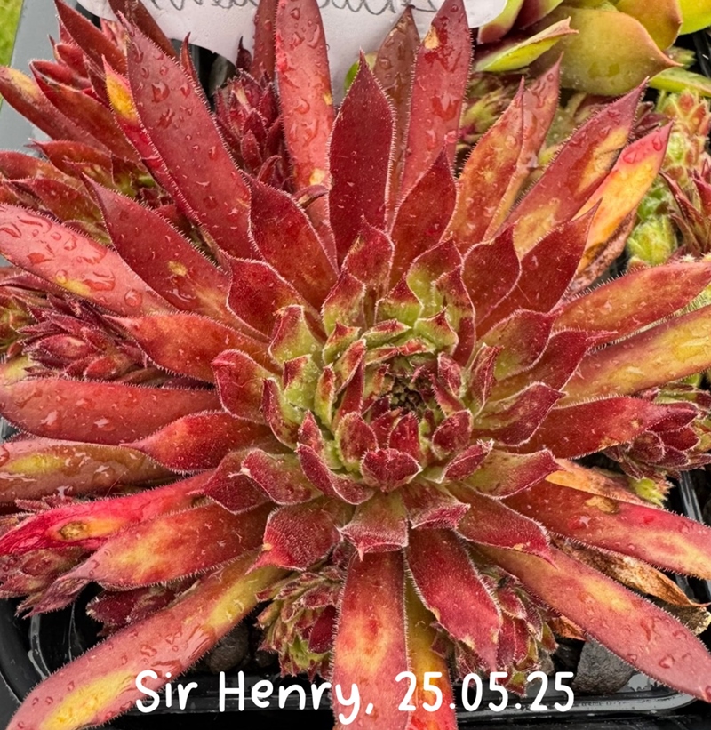 Sir Henri