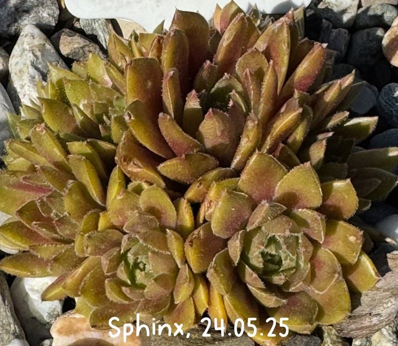 Sphinx