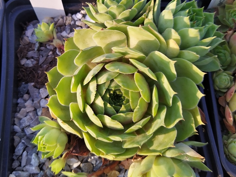 Supersemps® Emerald