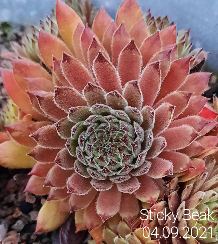 Sticky Beak