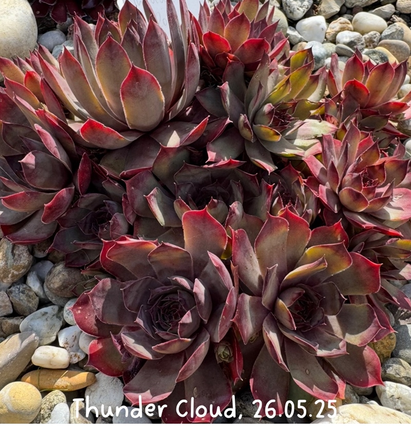 Thunder Cloud