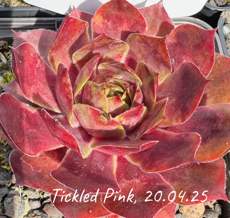 Tickled Pink
