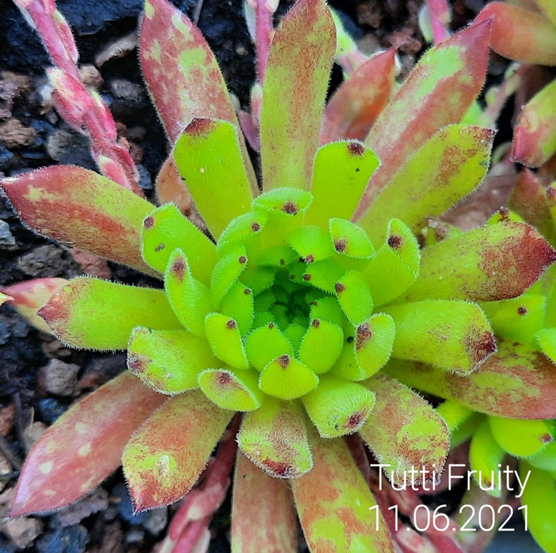 Tutti Fruity