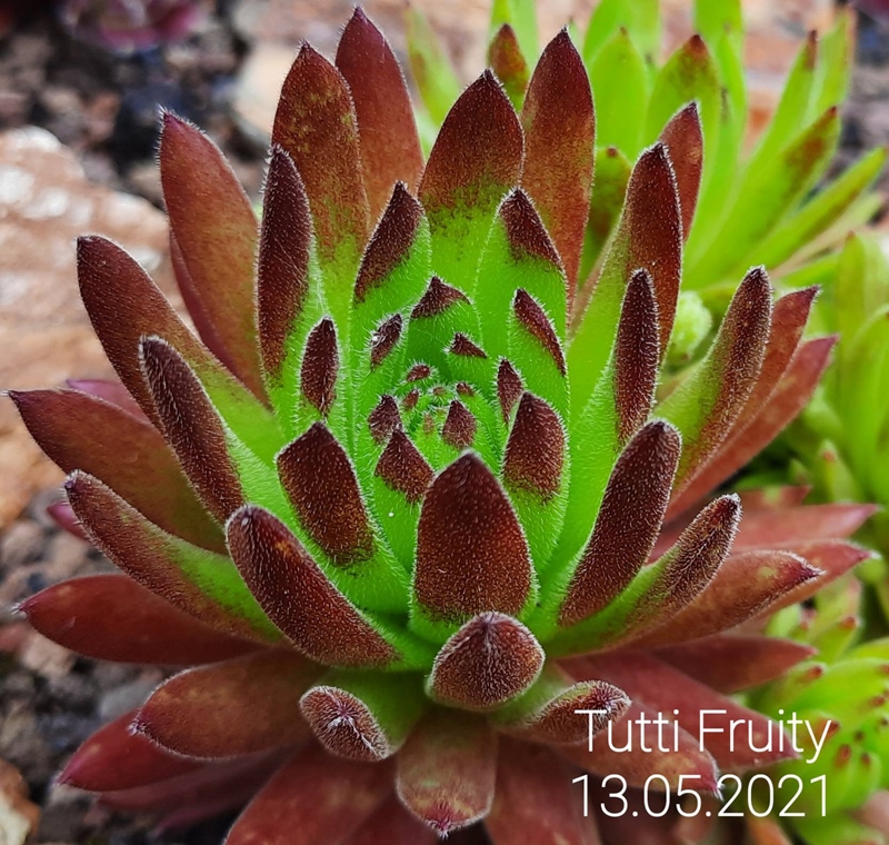 Tutti Fruity